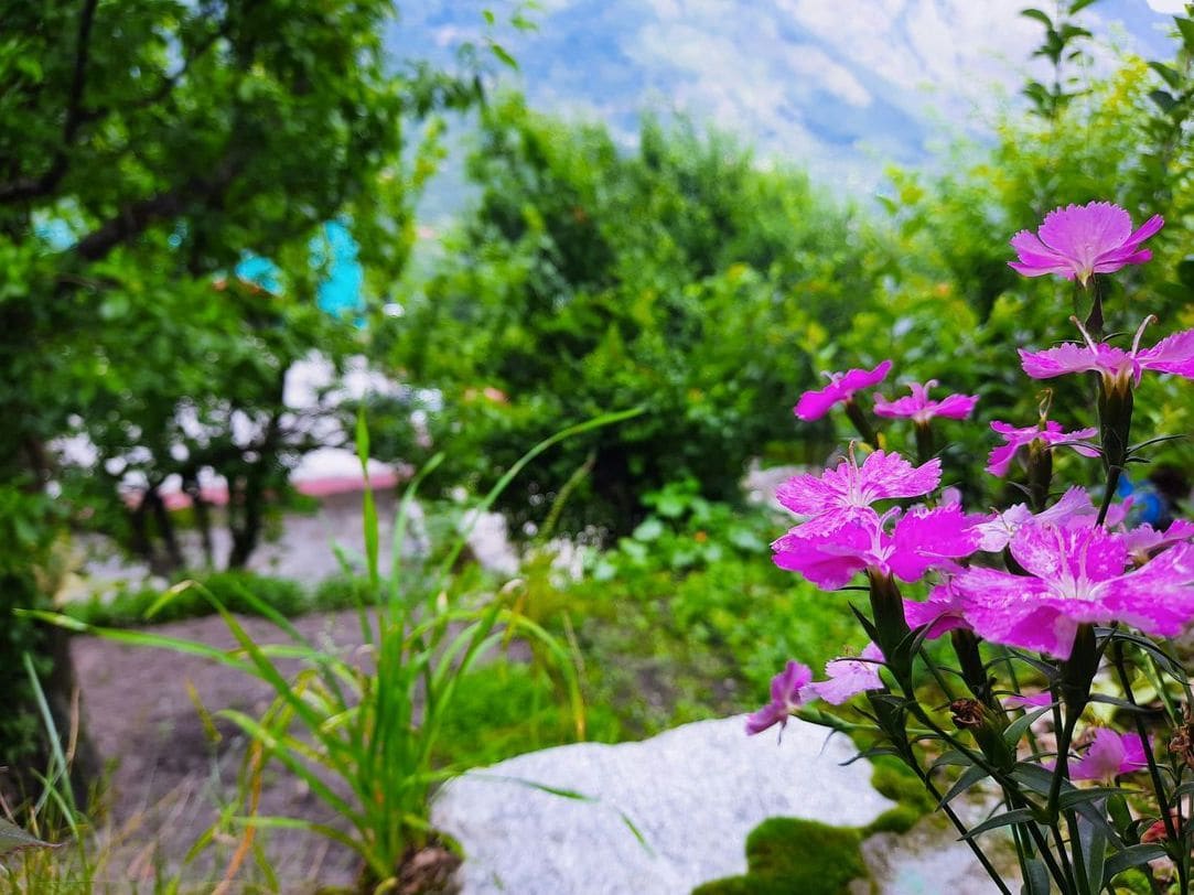 Garden design and planting